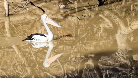 Pelican swimming in muddy water.