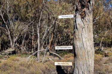 Tree trunk with multiple wooden signposts attached.
