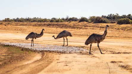 Three emus walking across dry waterhole.