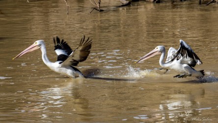 Pair of pelicans taking off from calm muddy water.