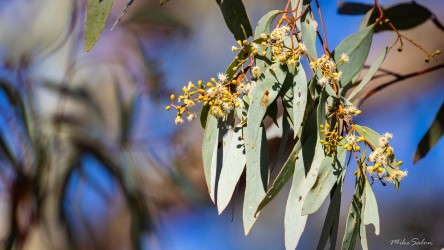 Branch of flowering gum with yellow blossoms and long green leaves.