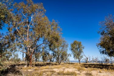 Group of green‑foliaged trees under bright blue sky.