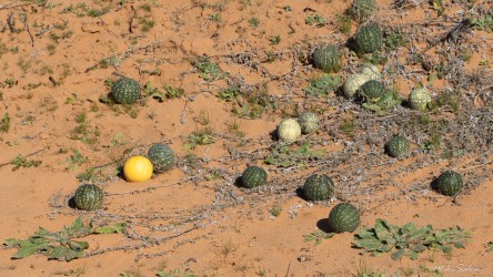 Round green and yellow fruits lying on sandy ground among low plants.