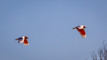Pair of galahs flying against clear blue sky.