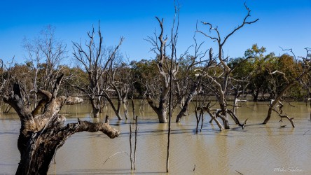 Submerged trees standing in shallow lake water under clear blue sky.