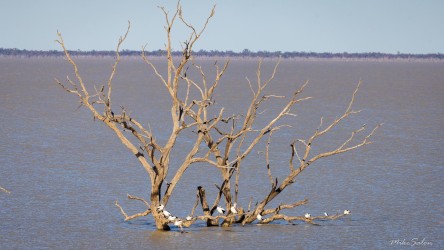 Partly submerged dead tree in huge lake.