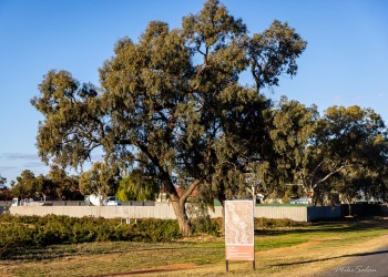 Park area with trees and a vertical sign beside a roadway.