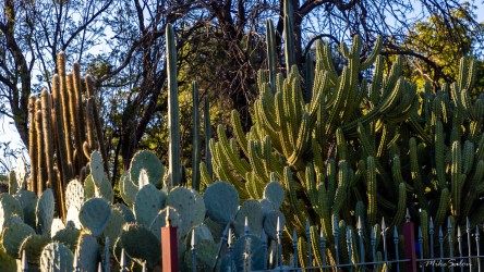 Cluster of large cactus plants behind a fence.