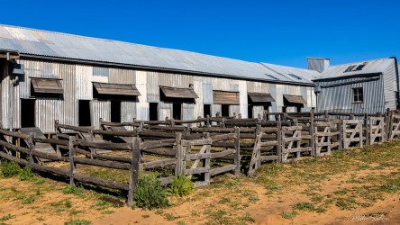 Wooden livestock yards beside corrugated iron shed.
