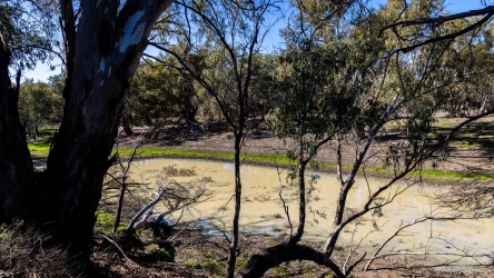 Trees and water along shaded billabong.