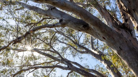 Large river redgum branches and leaves with sunlight filtering through.