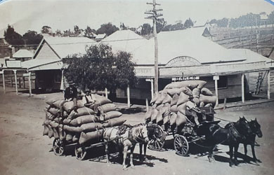 From Elaine Sparrow`s book, the Merriwa Baker Shop sold to the Nicholas family by Mike's grandfather before 1912. [2040]
