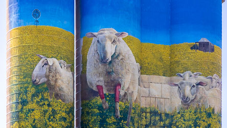 The art on these 1963 grain silos in Merriwa was painted in 2019 by artist David Periera from a design by Sid Tapia. It features canola, a windmill, slab hats and sheep wearing red socks, as per the annual (June) running of sheep in socks down the town`s main street in the `Festival of the Fleeces`.
