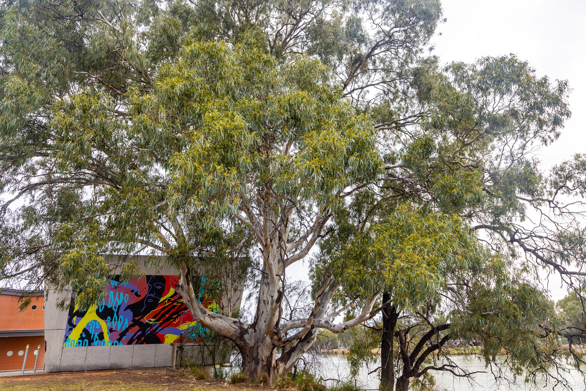 Building wall with mural depicting river and birds.