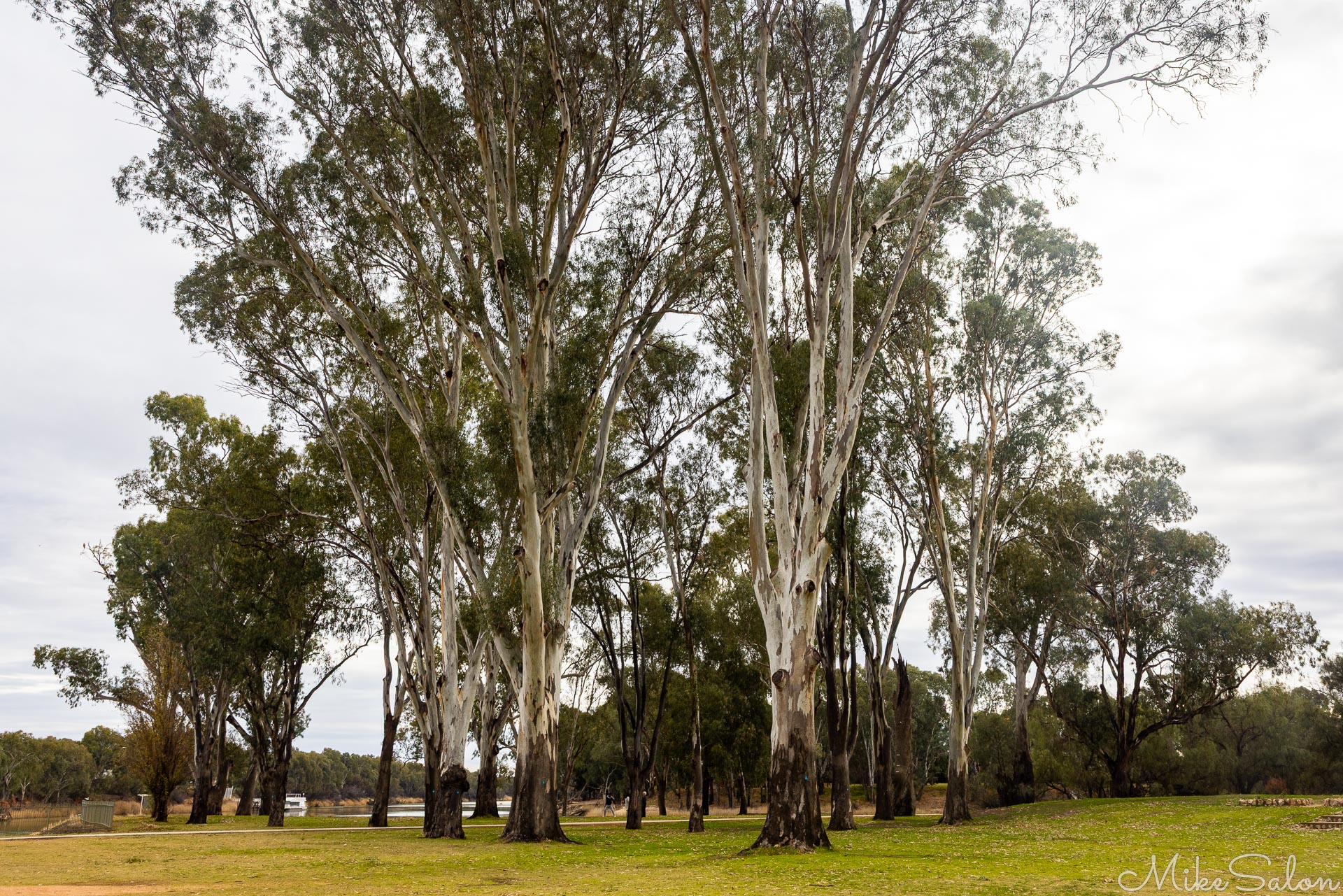 Tall river red gum trees beside grassy riverbank.
