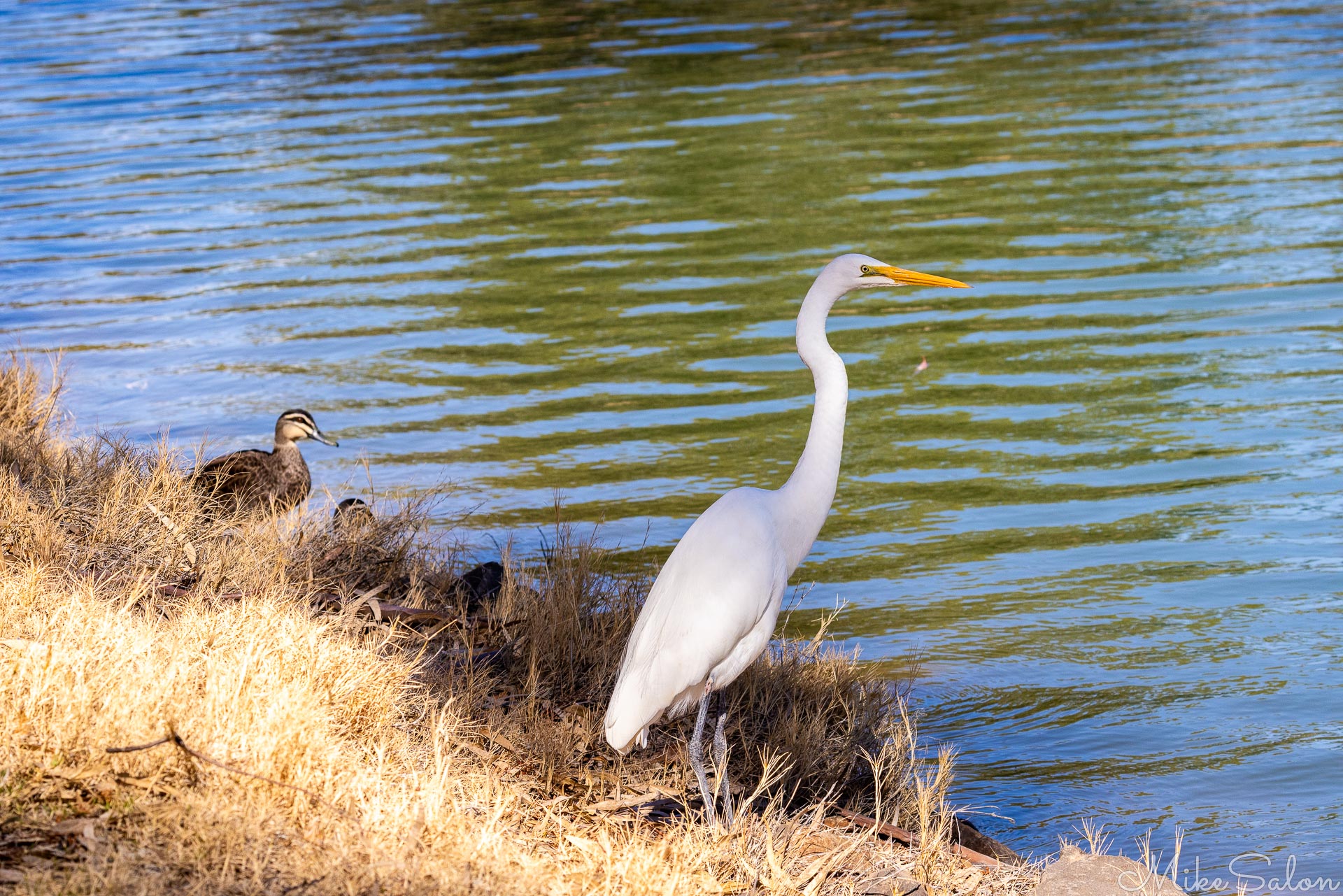 Eastern great egret still as a statue on a riverbank.