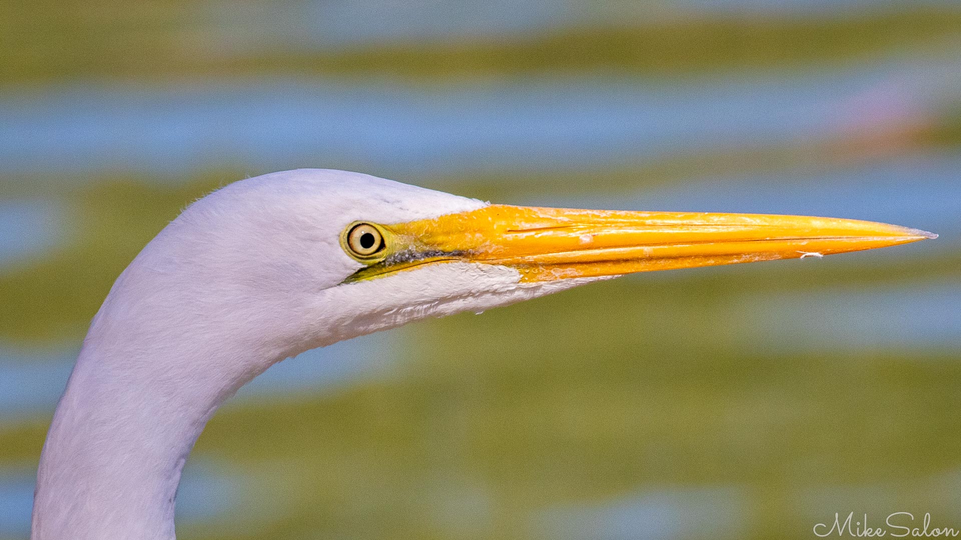 Close‑up of great egret head with yellow beak.
