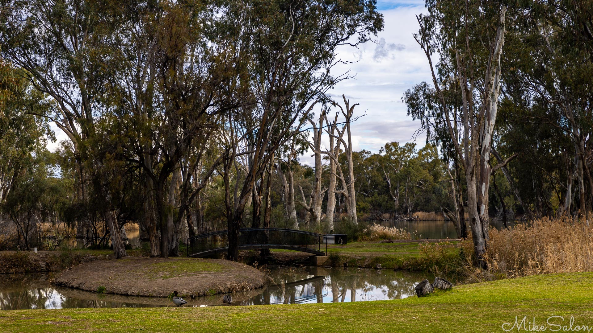 Park area with tall trees and small pond reflecting foliage.Park area with tall trees and small pond reflecting foliage.