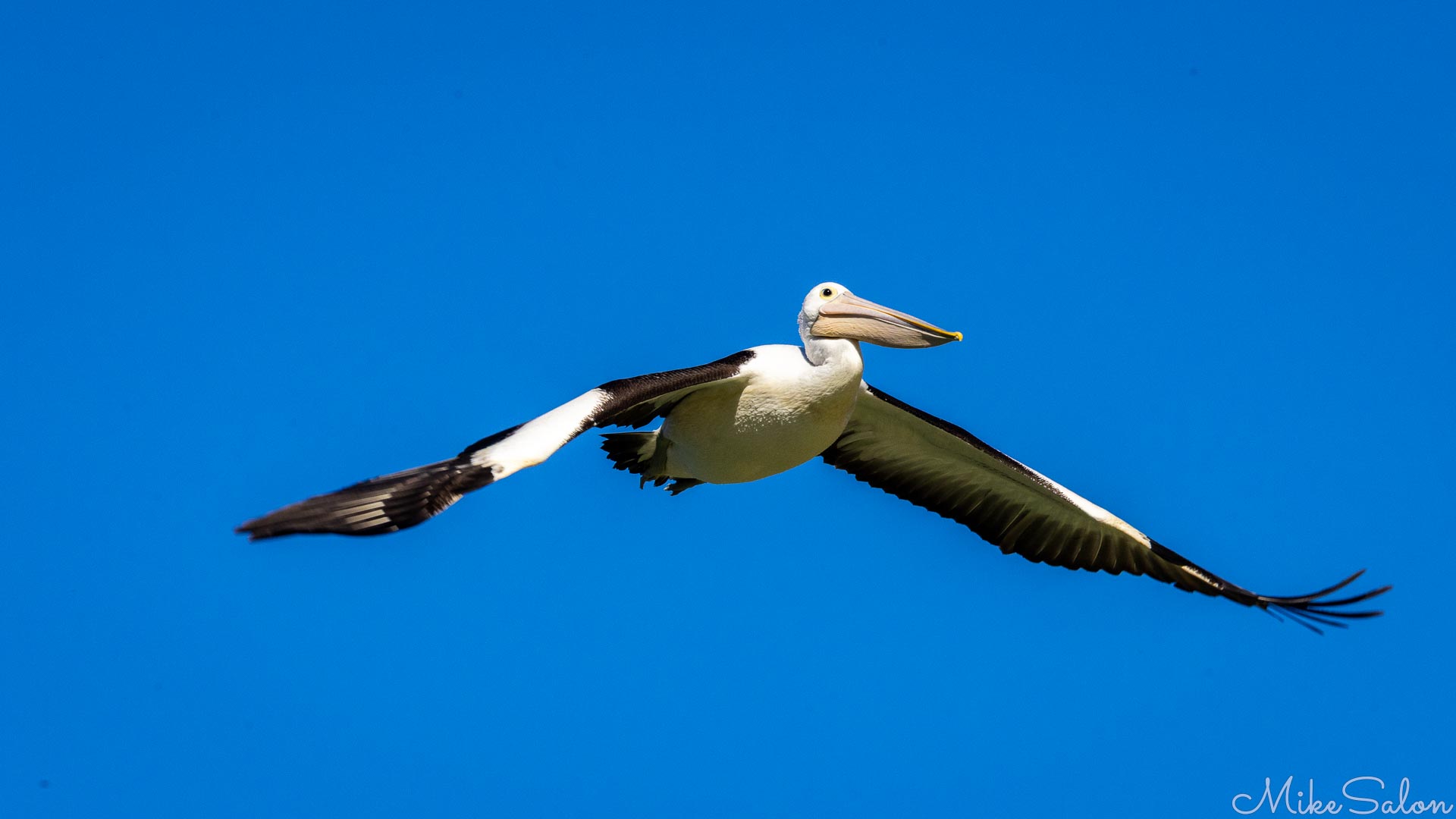Pelican flying with wings spread against clear blue sky.