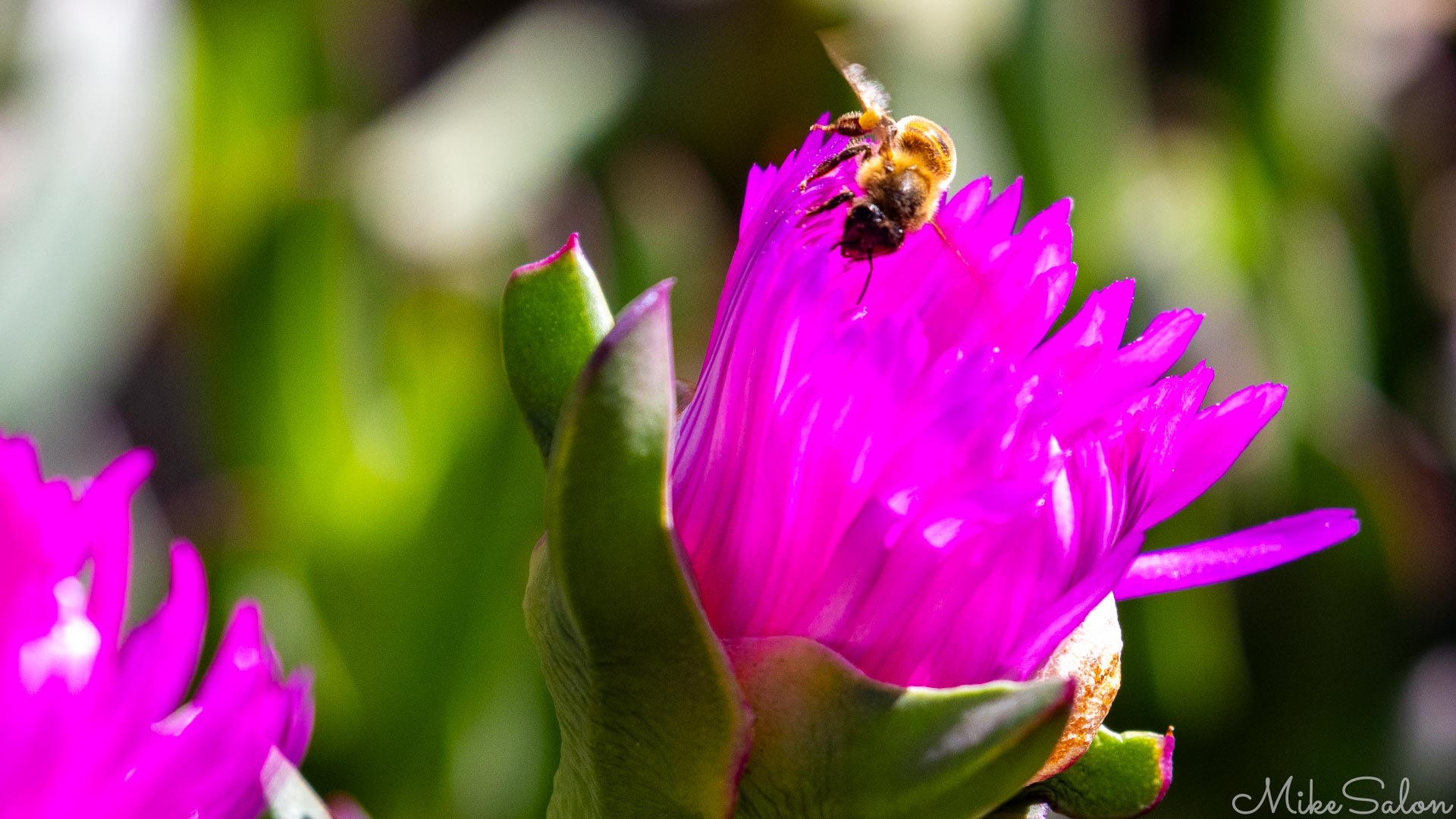 Close‑up of pink pigface flower with bee on petal.