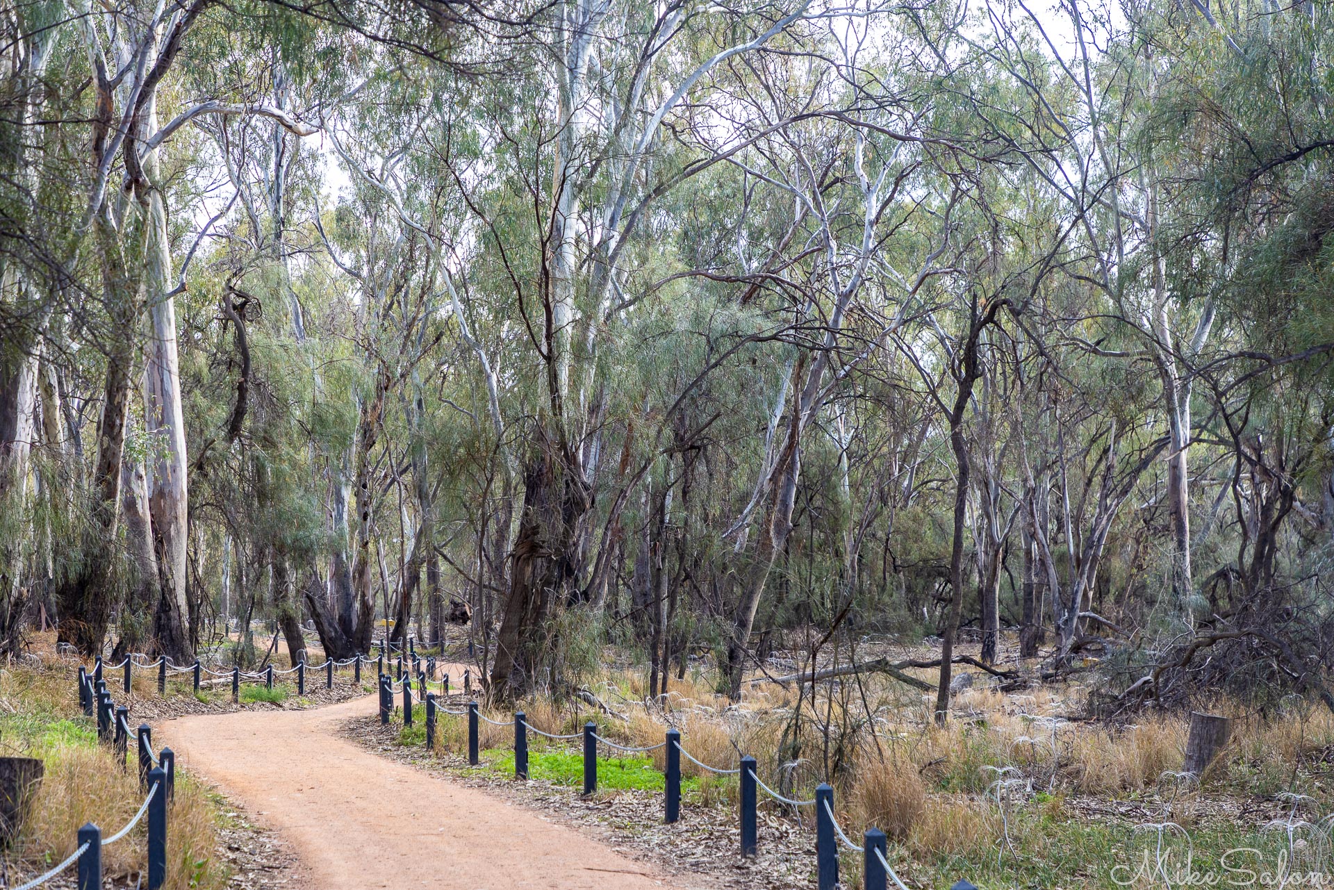 Walking path through forested area with tall trees