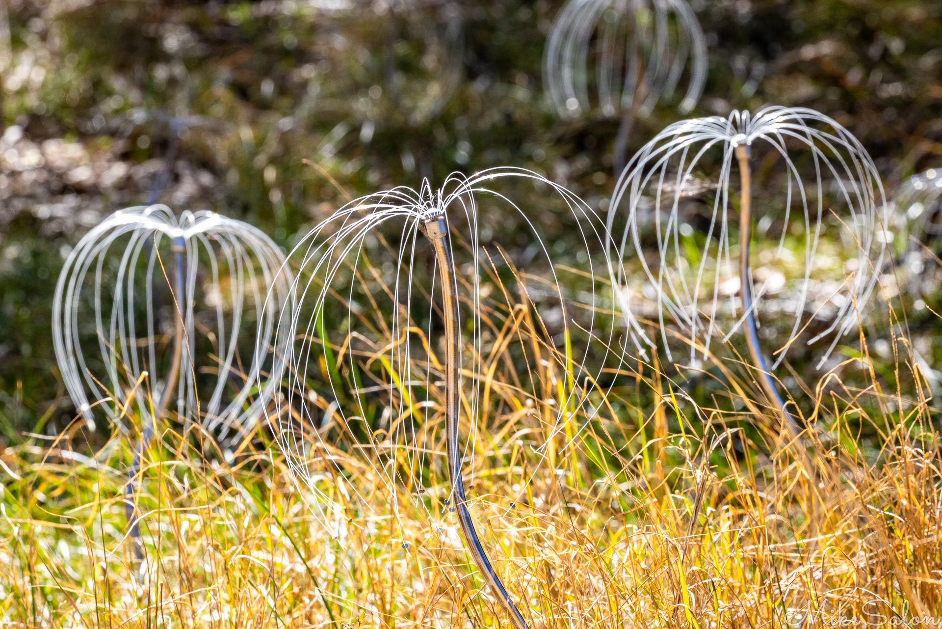 Metal light sculptures shaped like spherical seed heads.