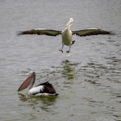 Pelican descending toward water with wings spread.