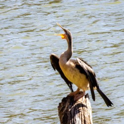 Darter bird perched on branch with open beak.