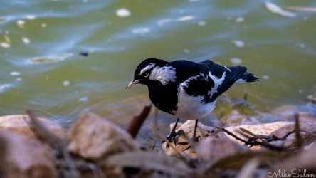 Black‑and‑white magpie‑lark standing on rocks near water.