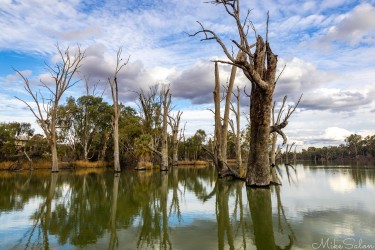 Leafless trees reflected in calm river under partly cloudy sky.