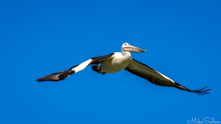 Pelican flying with wings spread against clear blue sky.