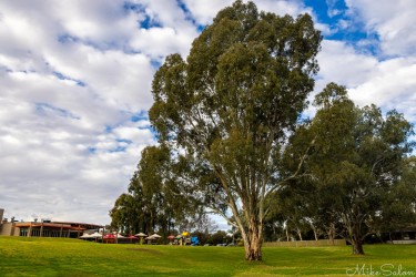 Country hotel building with large tree and open sky.