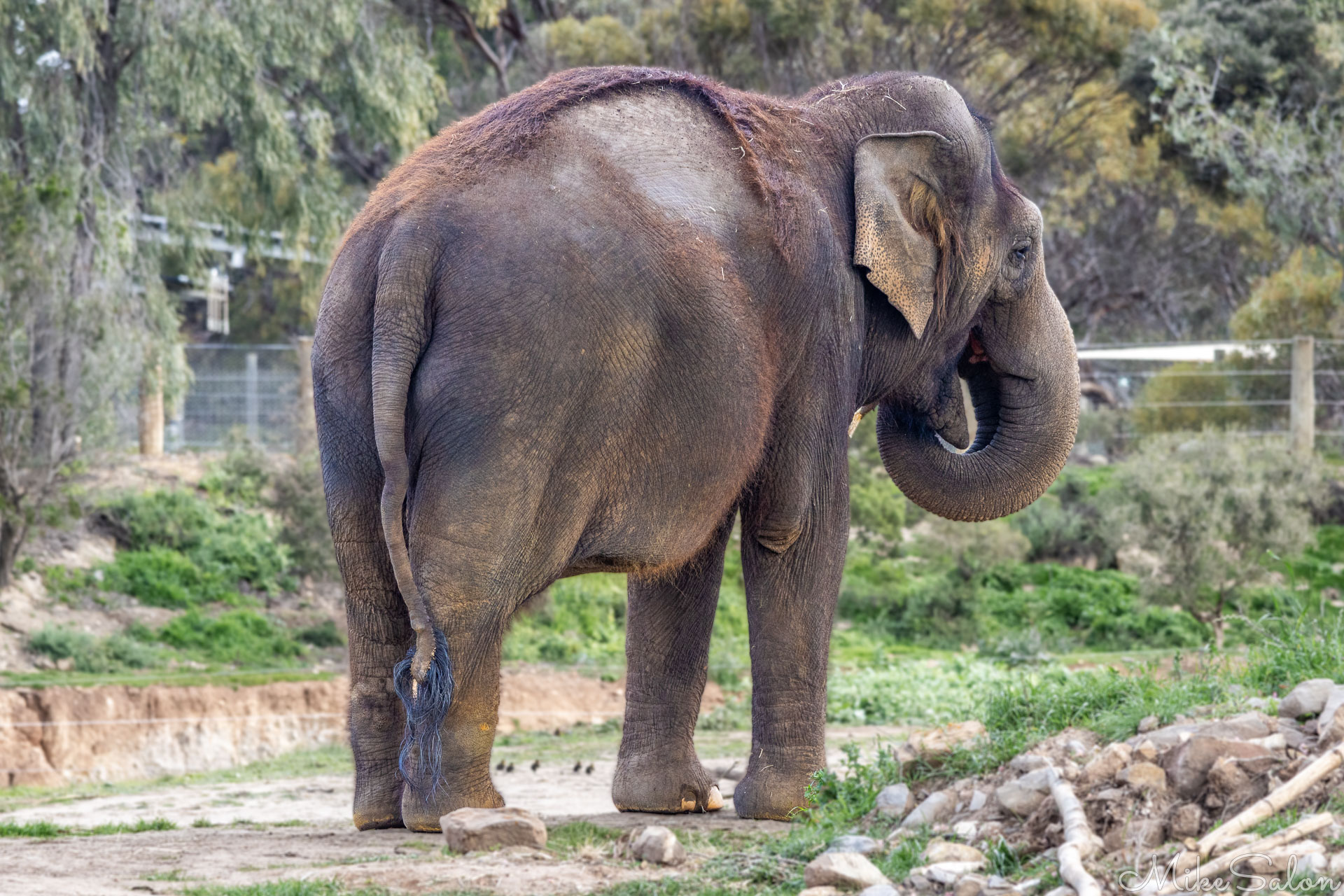 Asian elephant walking beside a fence in its enclosure, showing the contrast between open ground and confinement. [2880]