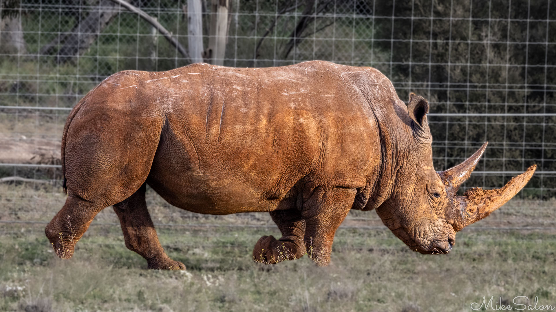 White rhinoceros walking along a fenced boundary in dry grassland, showing reddish hide and twin horns. [2506]