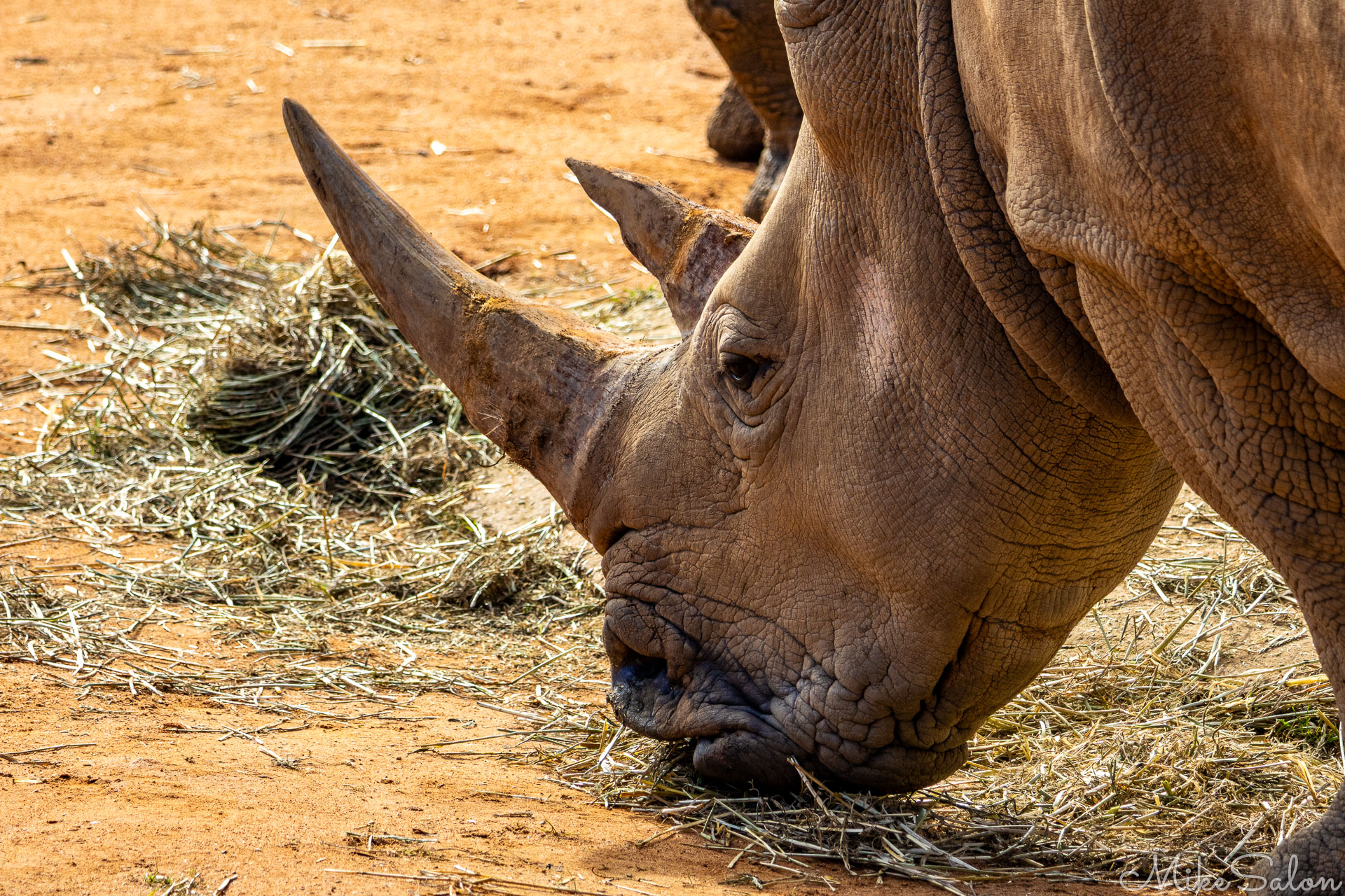 Close‑up of a white rhinoceros eating hay on sandy ground, highlighting horn texture and thick skin folds. [2516]