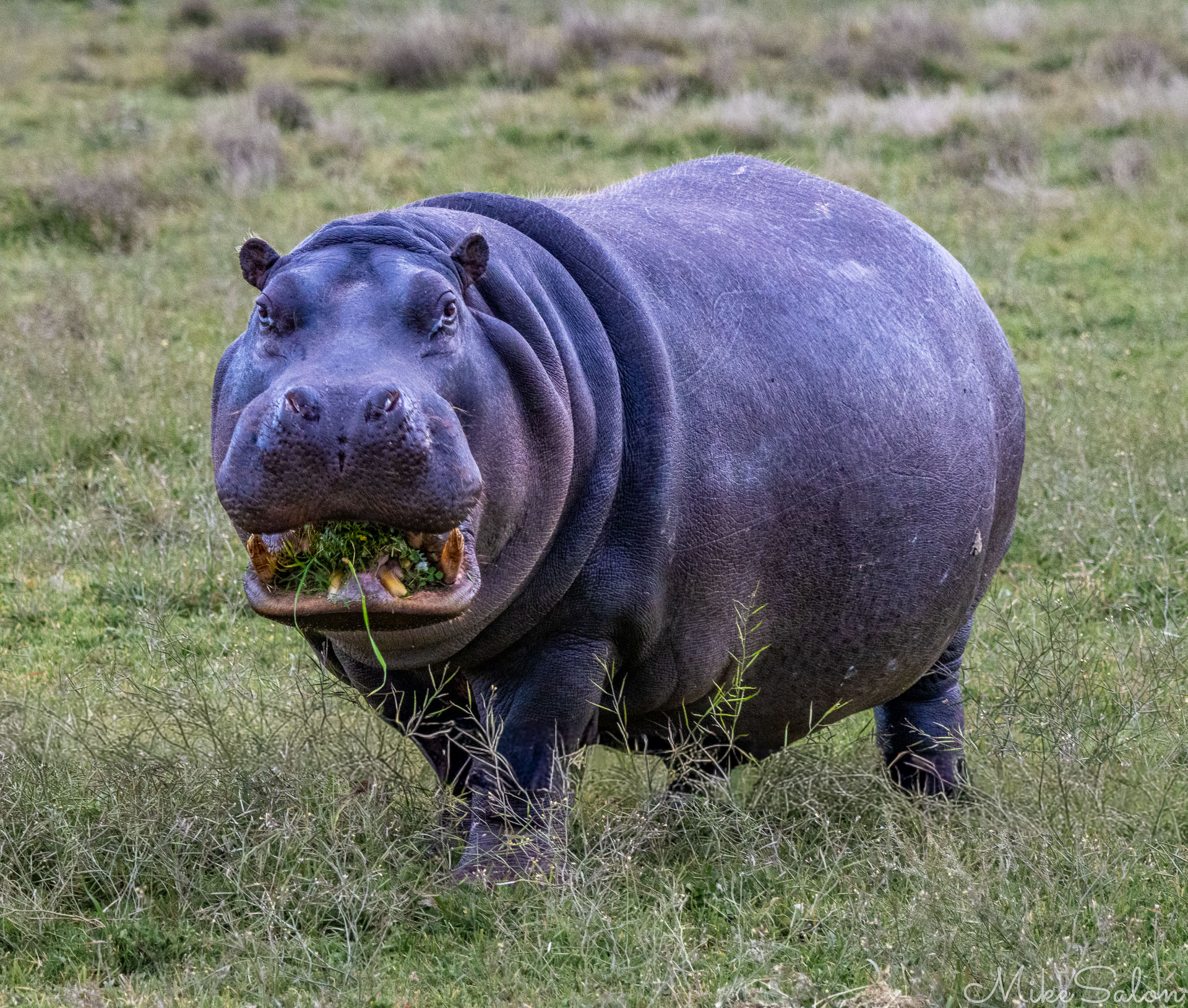 A hippo looking straight at the camera with a mouthful of grass. [2546]