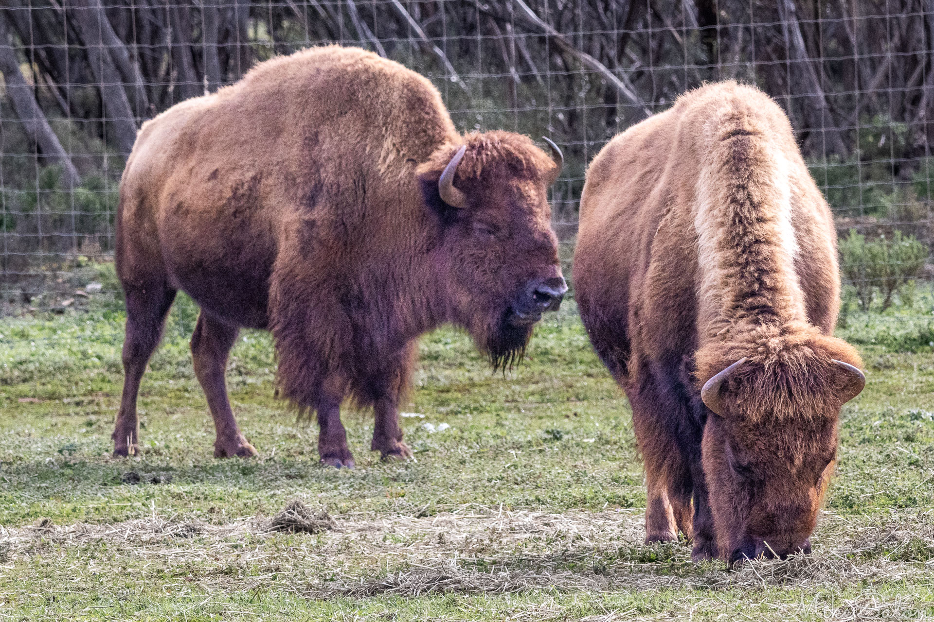 Pair of American bison grazing on open grassland, showing thick brown coats and curved horns. [2259]