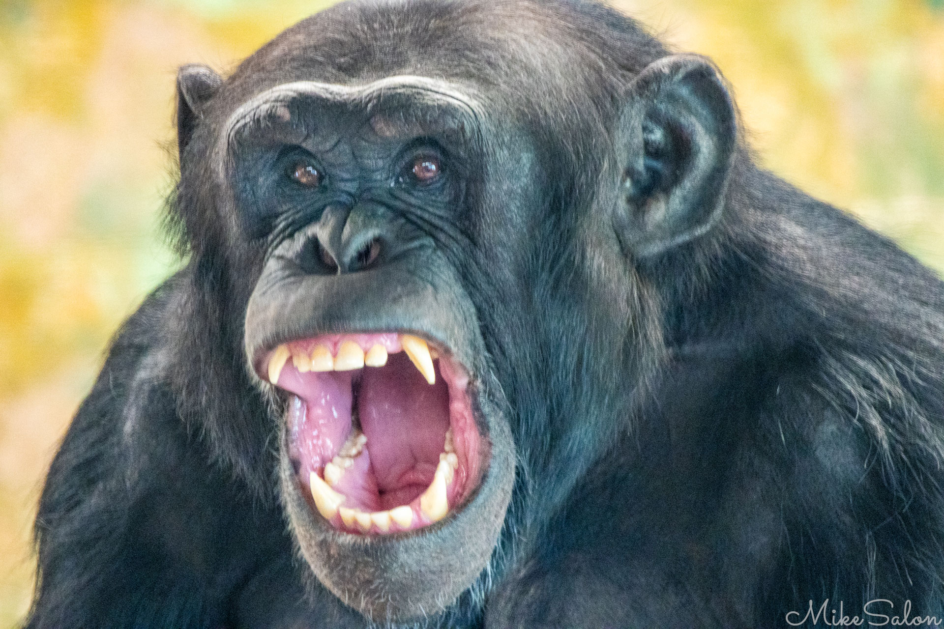 Close‑up of a chimpanzee with mouth wide open, displaying large teeth and expressive features against a soft background. [2851]