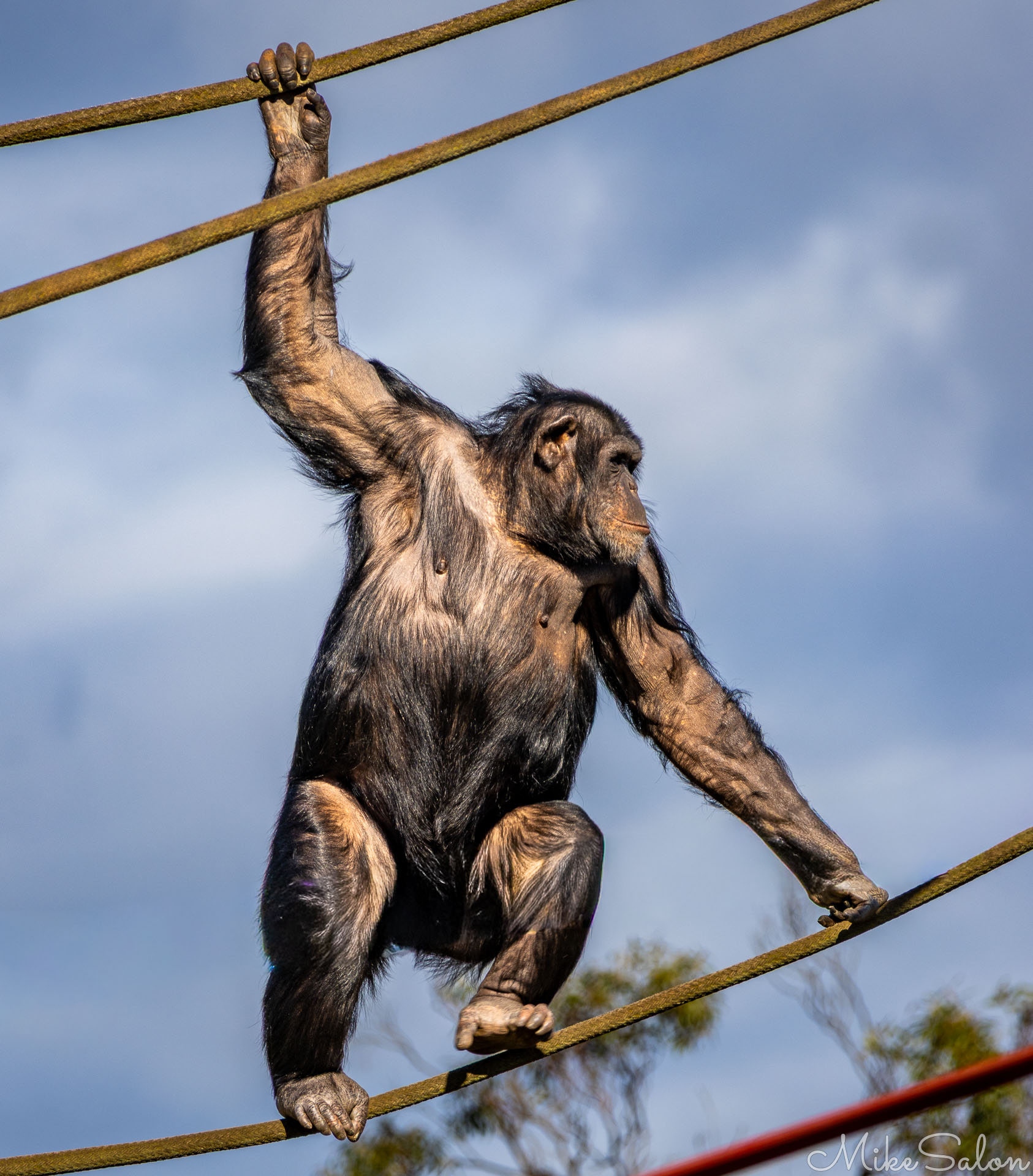 Adult chimpanzee gripping two ropes high above the ground, poised mid‑climb against a blue sky backdrop. [2617]