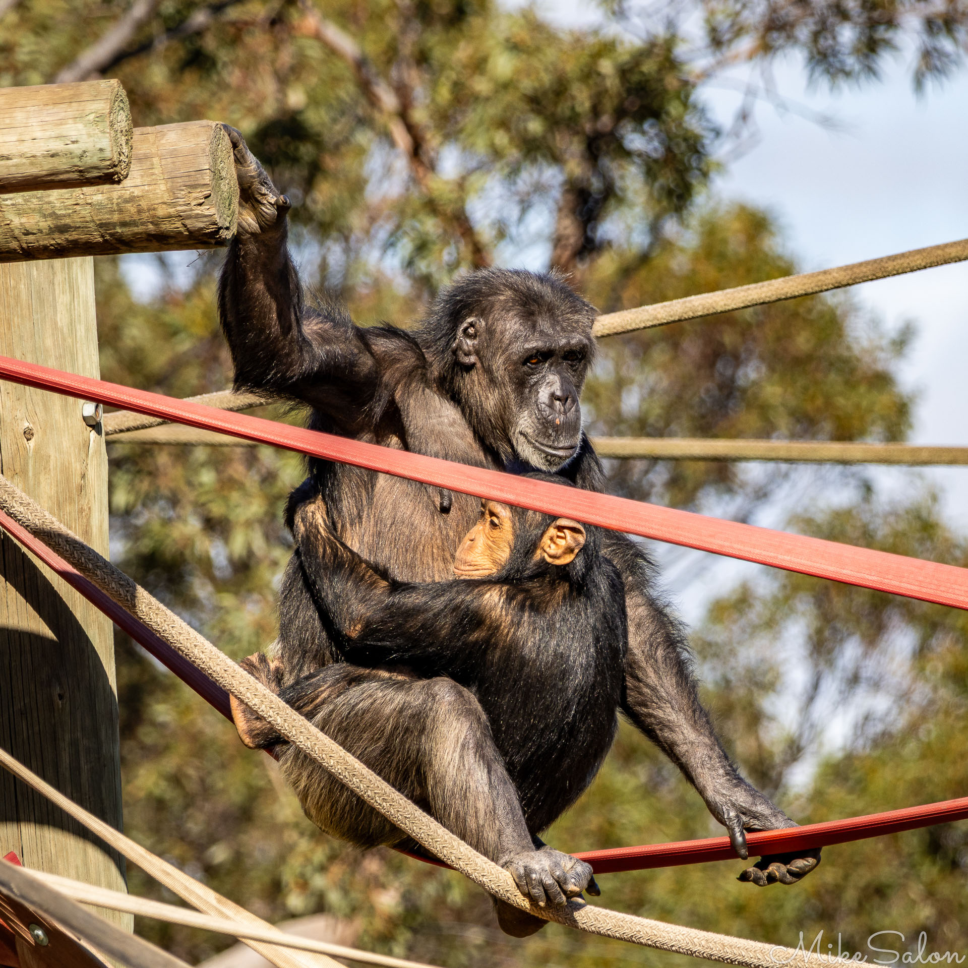Adult chimpanzee holding an infant while perched on a rope‑and‑beam climbing structure, surrounded by tangled lines and trees in the background. [2620]
