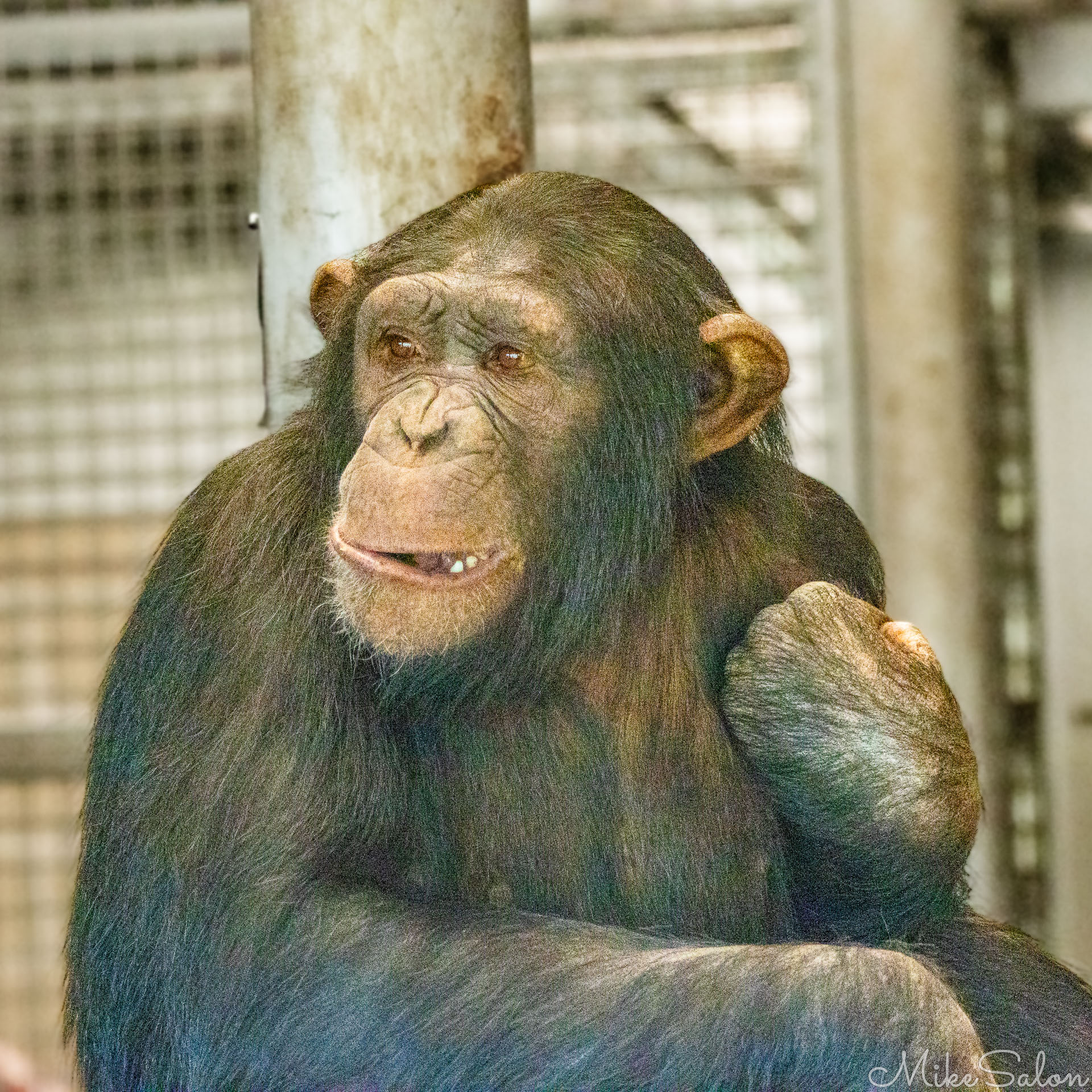 Close‑up of a chimpanzee sitting indoors near metal bars, gazing sideways with a contemplative expression. [2841]