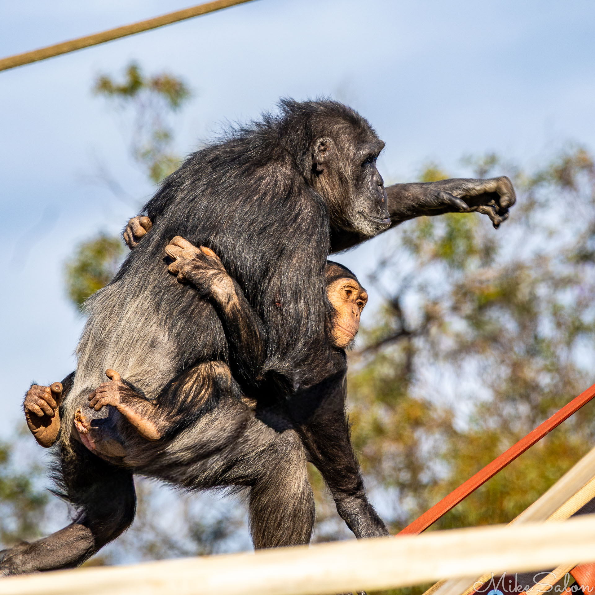 Adult chimpanzee carrying a juvenile on her back, arm extended forward while climbing, with trees softly blurred in the background. [2621]