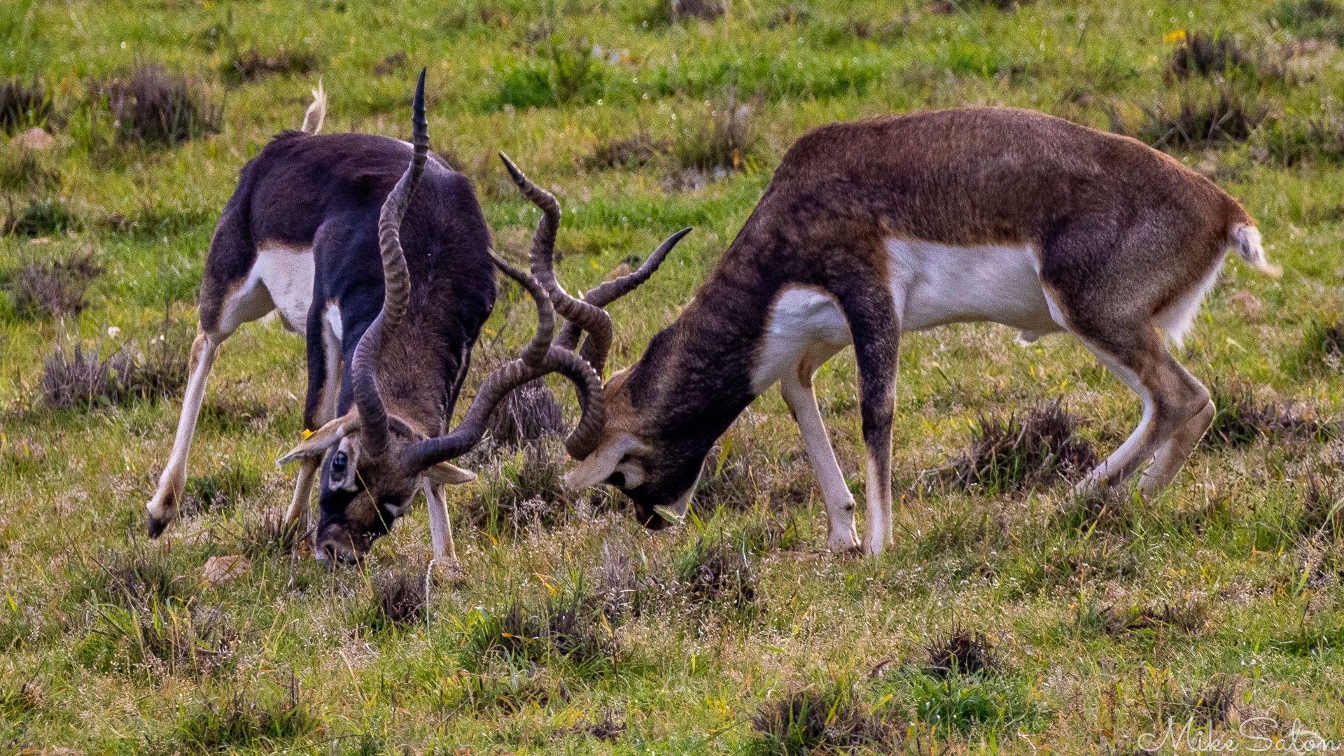 Two male blackbucks sparring on open grassland, horns interlocked in a dominance display. [2520]
