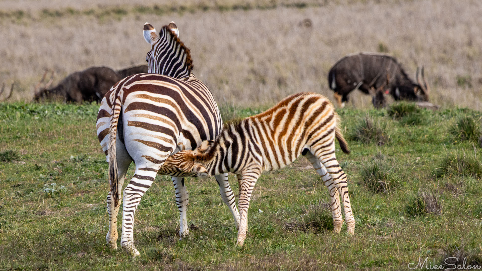 Zebra foal suckling from its mother on open grassland, both showing distinctive stripes with the foal