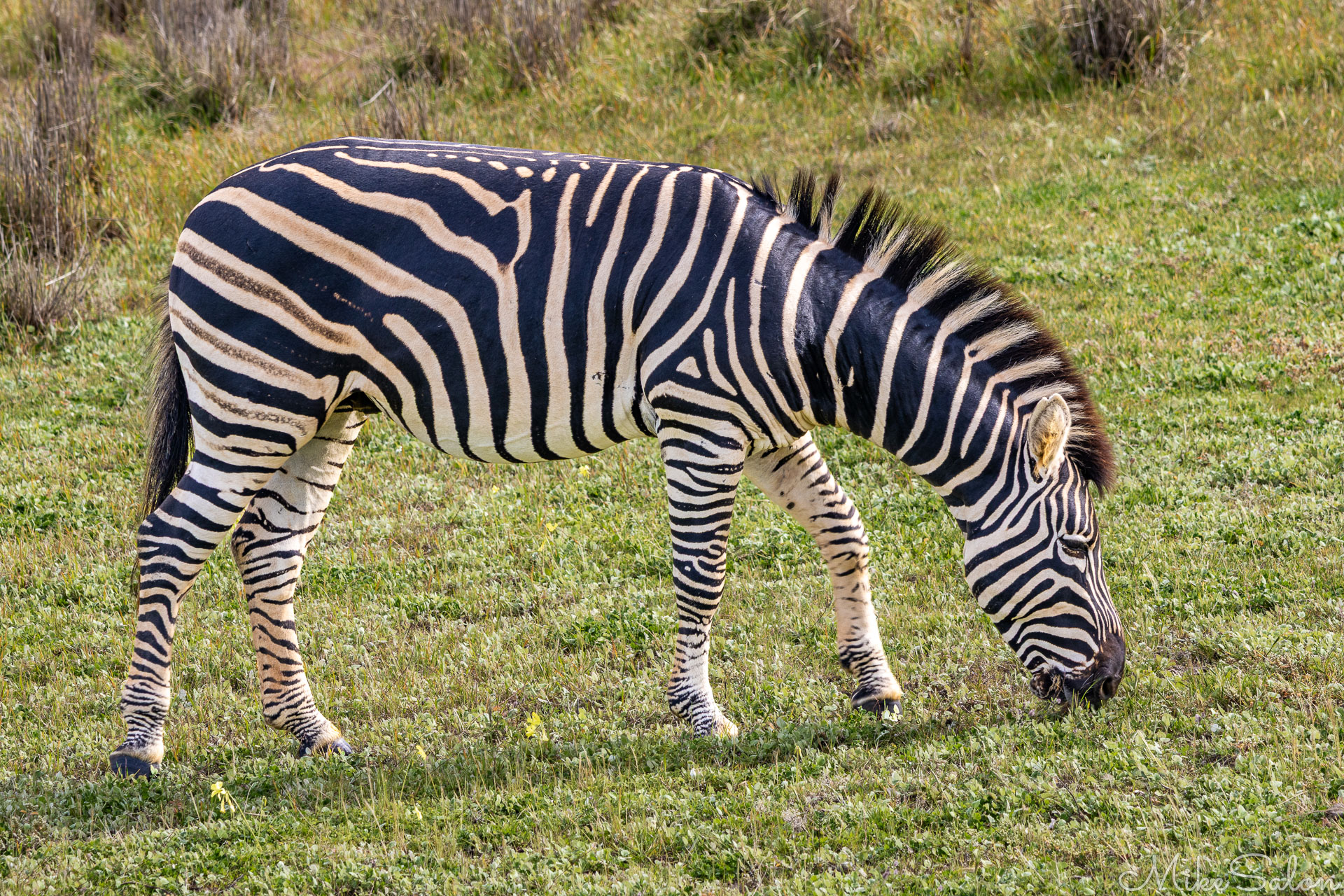 Adult zebra feeding on short green grass, showing clear black‑and‑white striping across body and legs. [2369]