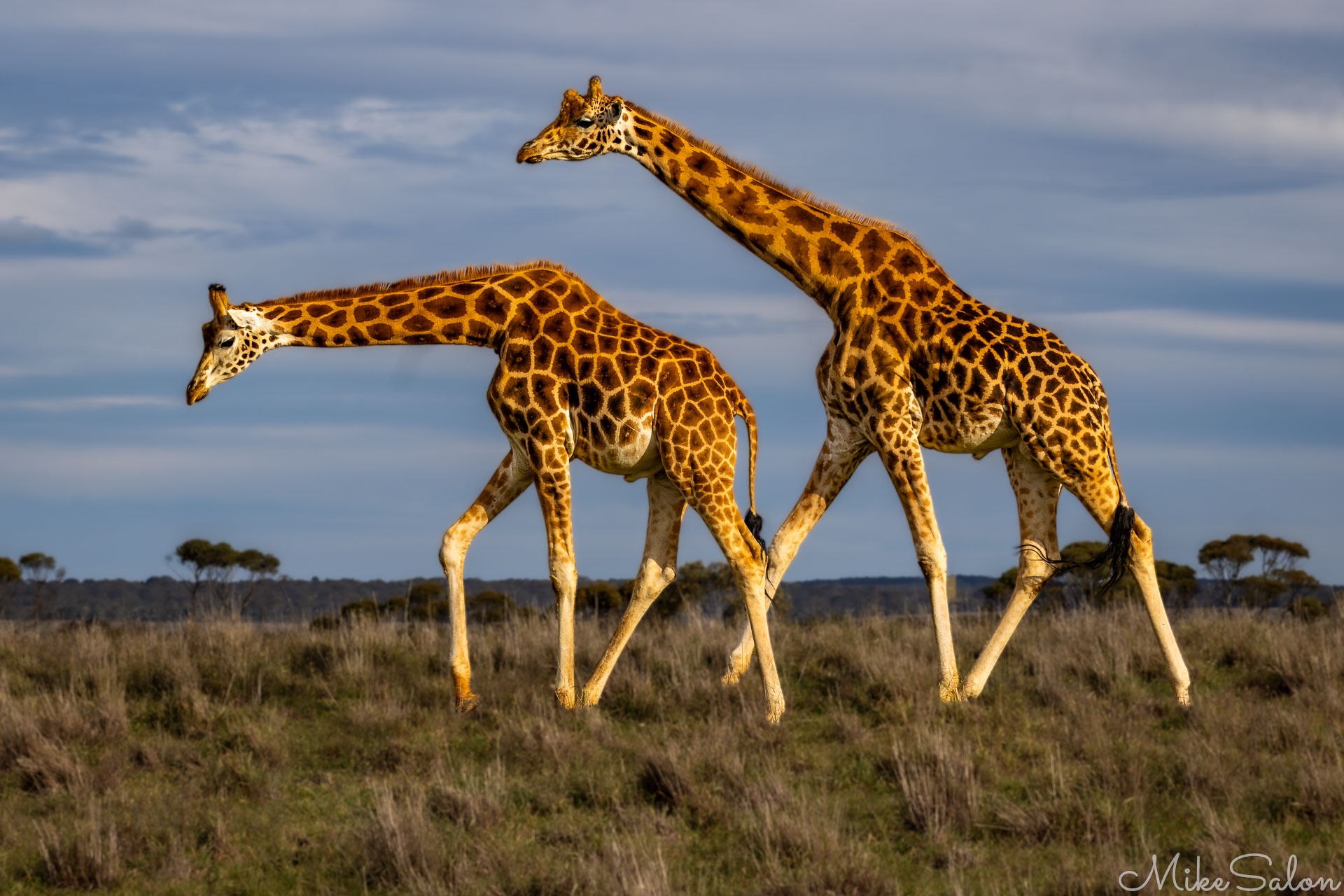 Pair of giraffes walking side by side on grassy plains under a partly cloudy sky, their golden coats illuminated by soft sunlight. [2431]