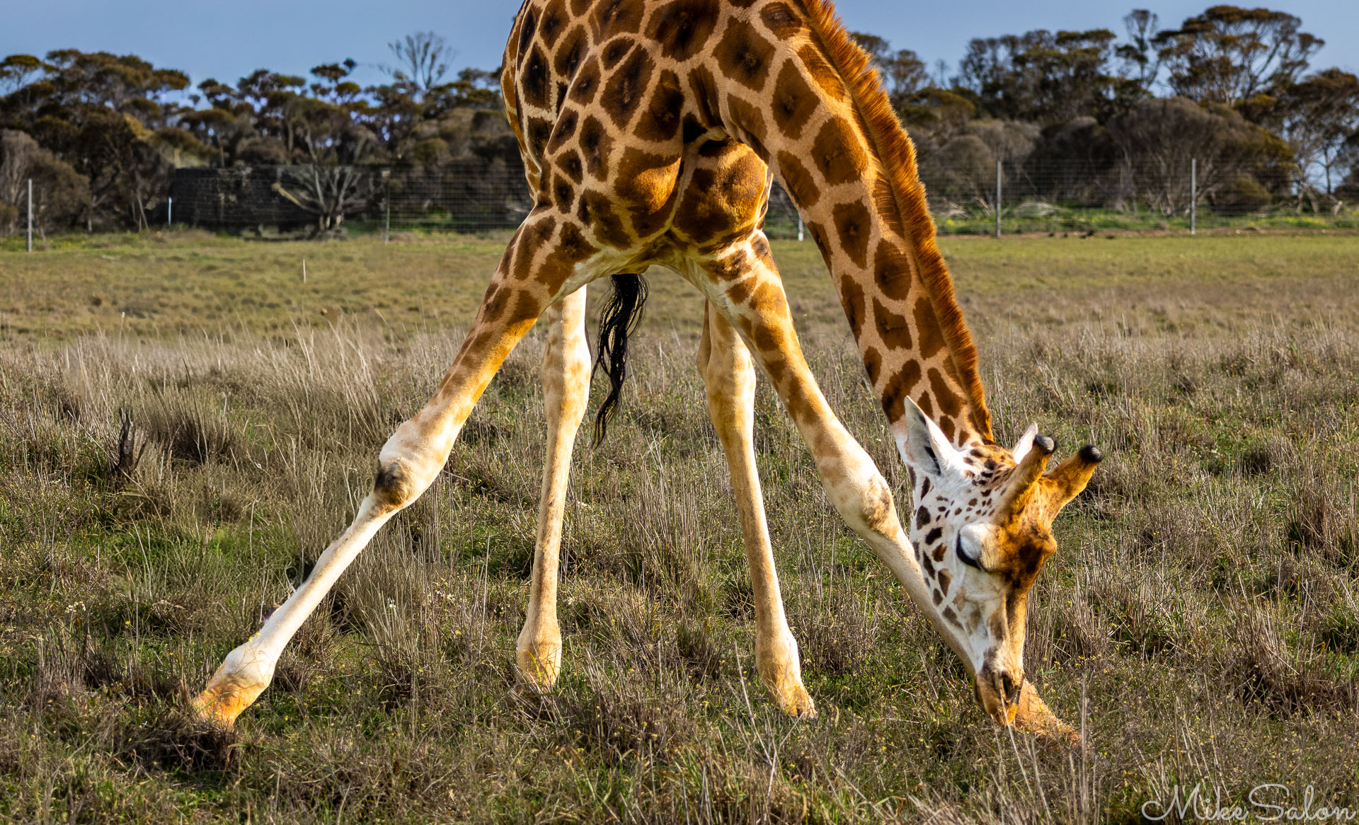 Giraffe feeding from the ground with front legs splayed apart on open grassland, showing distinctive patch pattern and long neck. [2432]