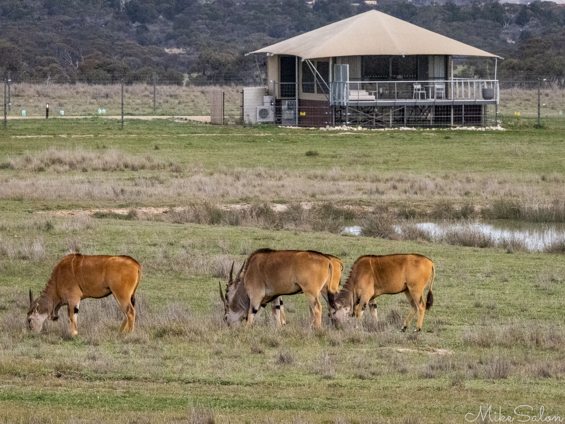 Four Common Eland grazing on open grassland near a safari lodge tent with a waterhole and trees in the background. [2218]