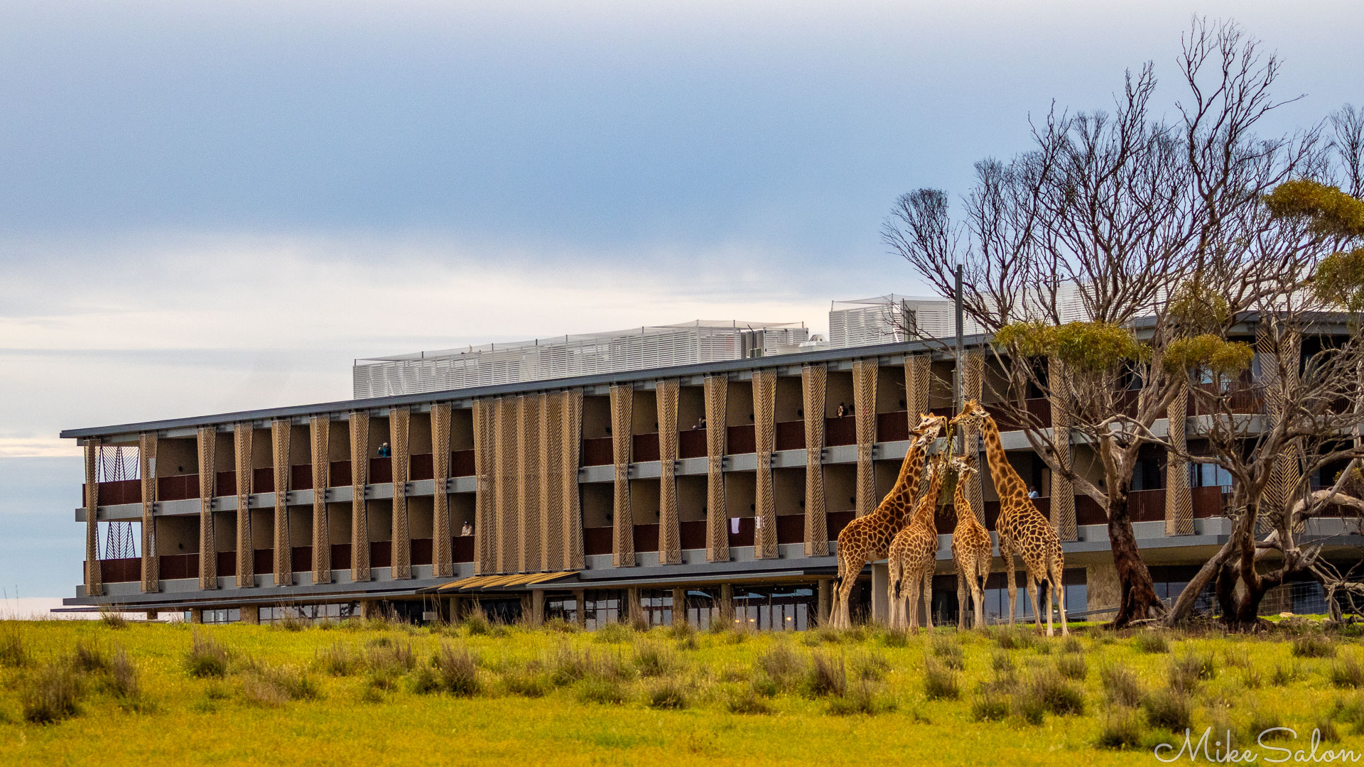 Group of giraffes standing on grassy plains near the Monarto Safari Hotel, a modern multi‑storey building with balconies and patterned columns under a soft cloudy sky. [2542]