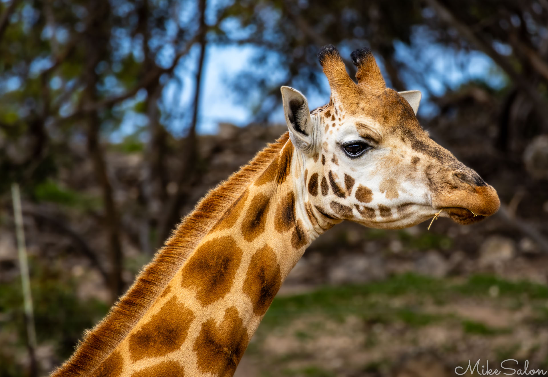 Giraffe portrait. [2921]